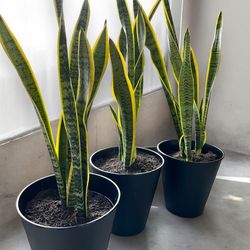 Snake Plants Unique Ones Pot Included 3 Gallons