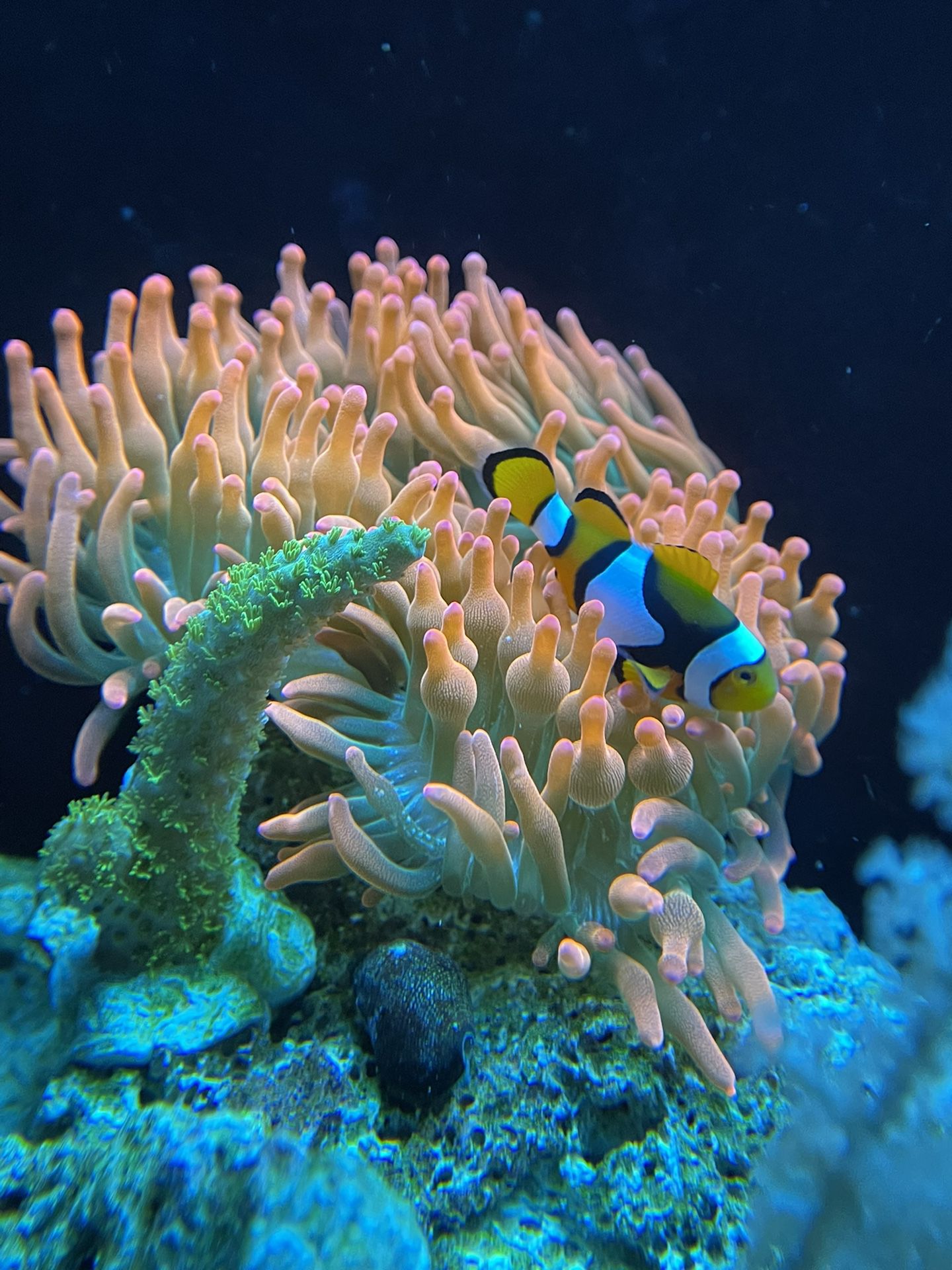 Live Saltwater Rainbow Rose Bubble Tip Anemone  & True Percula Clownfish 