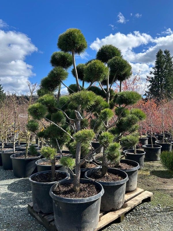 Pom Pom Pine For Sale