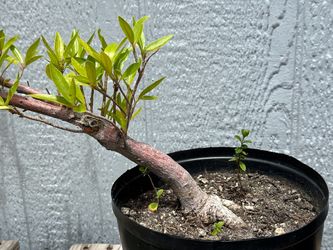 Willow Leaf Ficus Pre Bonsai Tree