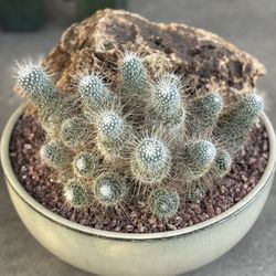 mammillaria    Cactus Succulents Aloe Agave