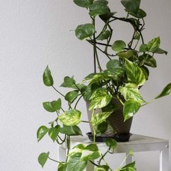 Pothos Plant Variagate Color With Pot