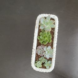 Succulent Arrangement 