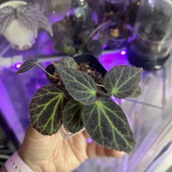 Begonia chloroneura