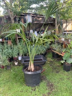 Kentia Palm