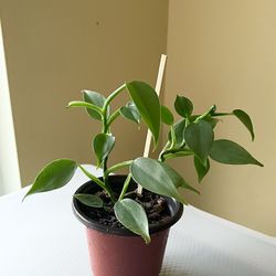 Philodendron Silver Sword