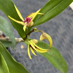 Australian Dendrobium Orchid