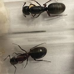 Queen Ant Camponotus Modoc (single)