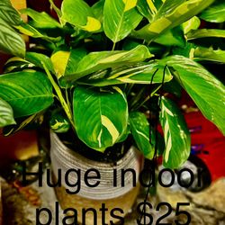Huge Live Plants 2 Available $25 Ea