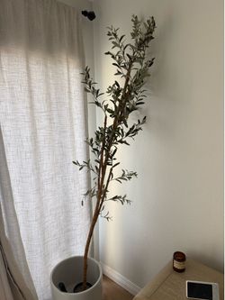 Olive tree 7ft