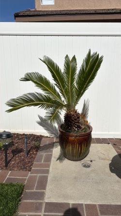 Sago Palm