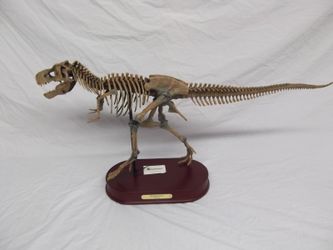Tyrannosaurus Skeleton display TREX replica fossil