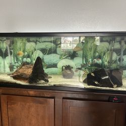 55 Gallon Aquarium 