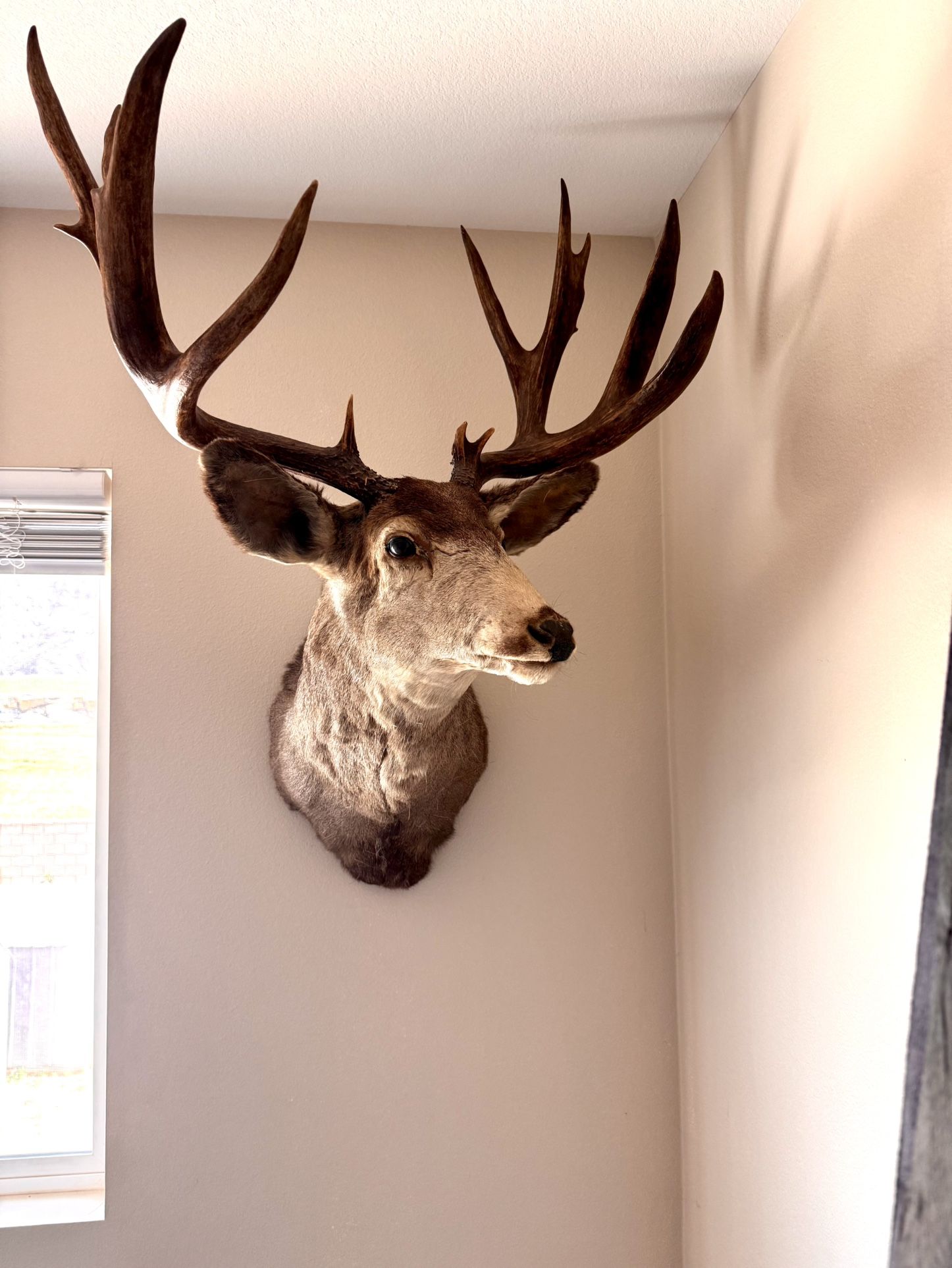 ****Mule Deer***