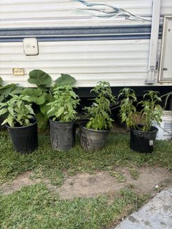 PLANTAS DE EPASOTE ($10 Each)