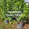Privacy Hedges  