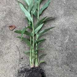 Ginger Lily Plants 