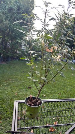Planta de arnica
