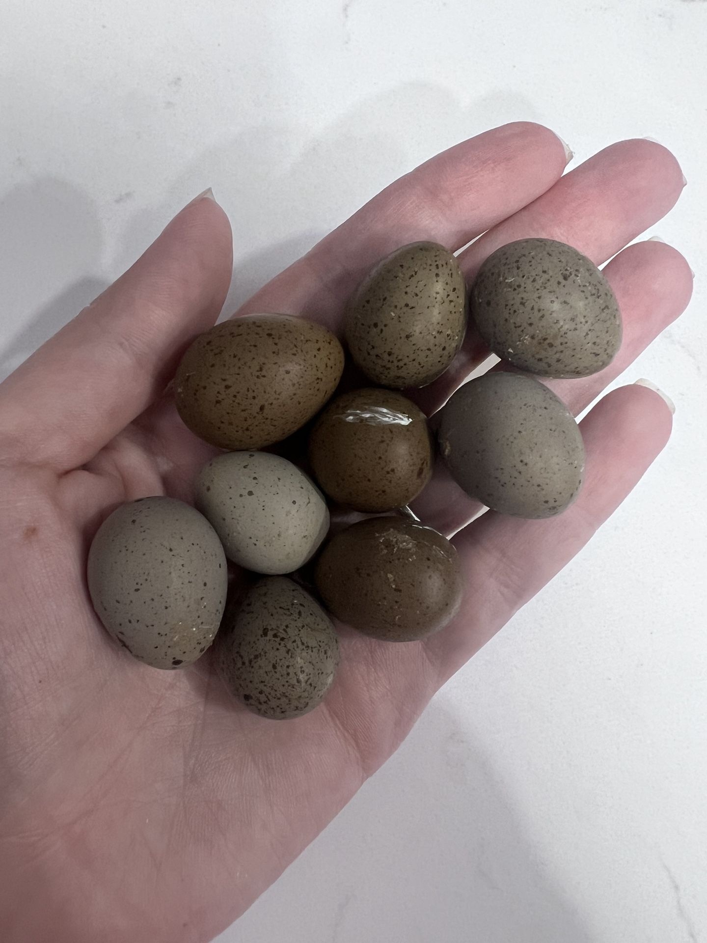 Fertile Eggs Button Quails - Per Unit Or Dozen