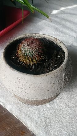 LIVE CACTUS IN HANDMADE POTTERY