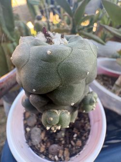 Grafted LW