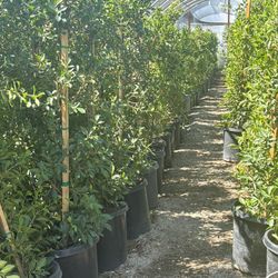 Indian laurel Hedges 