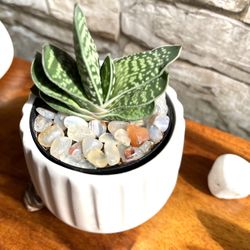 Gasteria Cute House Plant In Textured 3"H Pot .