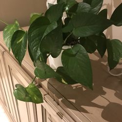 Natural Plant