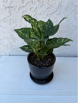 Aglaonema Snow White