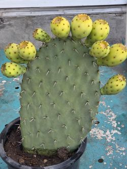2 plantas disponibles