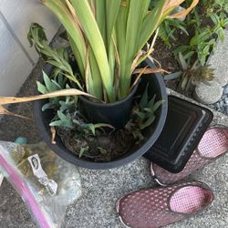 20 pieces  Of iris , irises, yellow multicolor I Have So Many