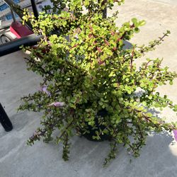 Elephant Bush