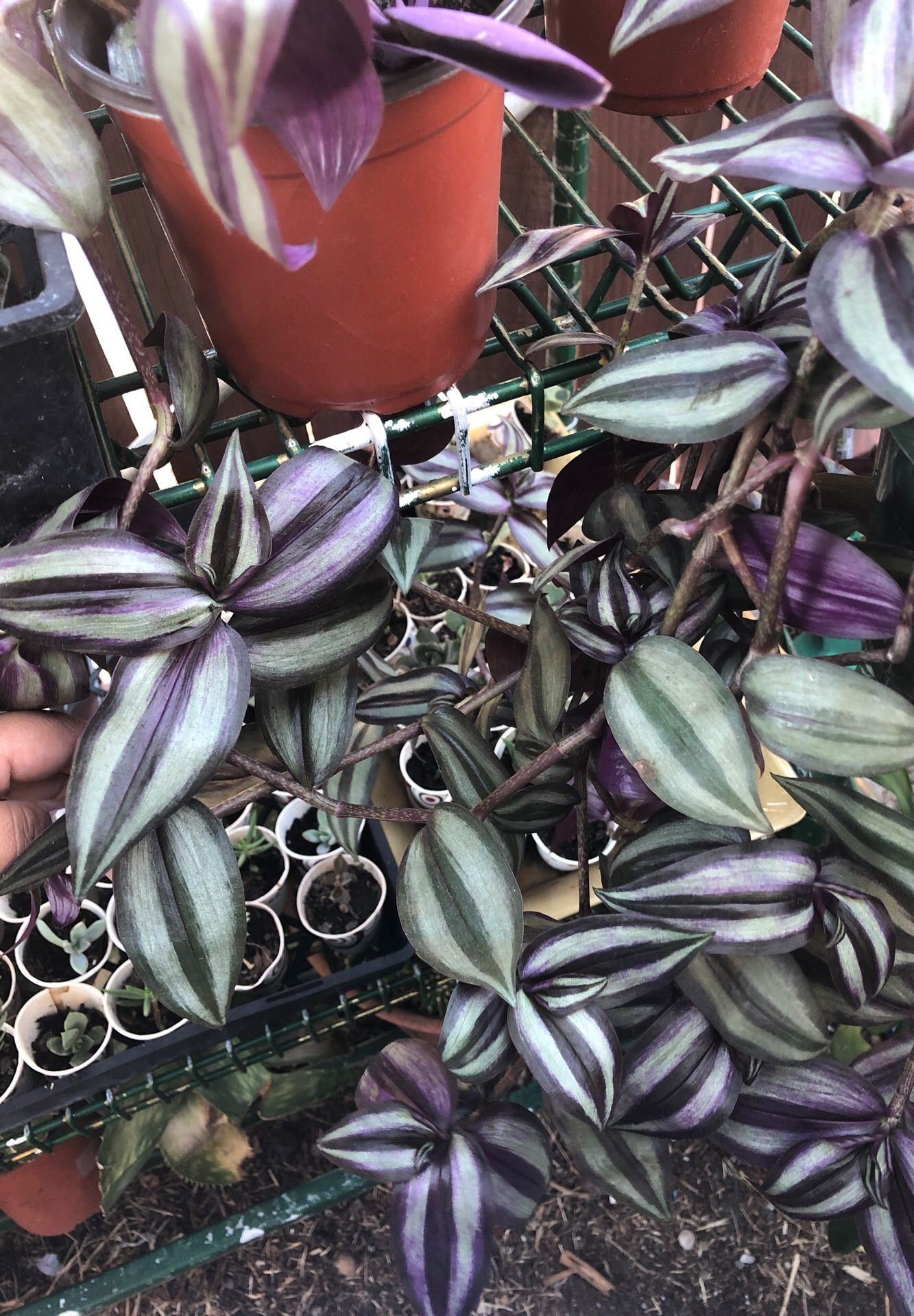 Zebrina and purple heart!! Windering jews plants