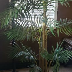 2 Silk Palm Trees