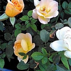 🌹Peach Rose Plant (Rosale)Durazno