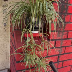 Chlorophytum comosum