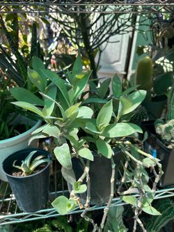 Plant