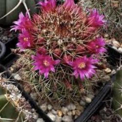 Rose Pincushion Cactus 🪴🌵🩷