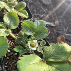 Organic Strawberry Plants 