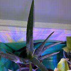 🌵 ALOE VERA – $15