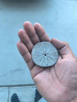 Sand dollar