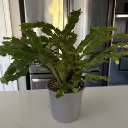 Thanksgiving Cactus Blooming Live Plant