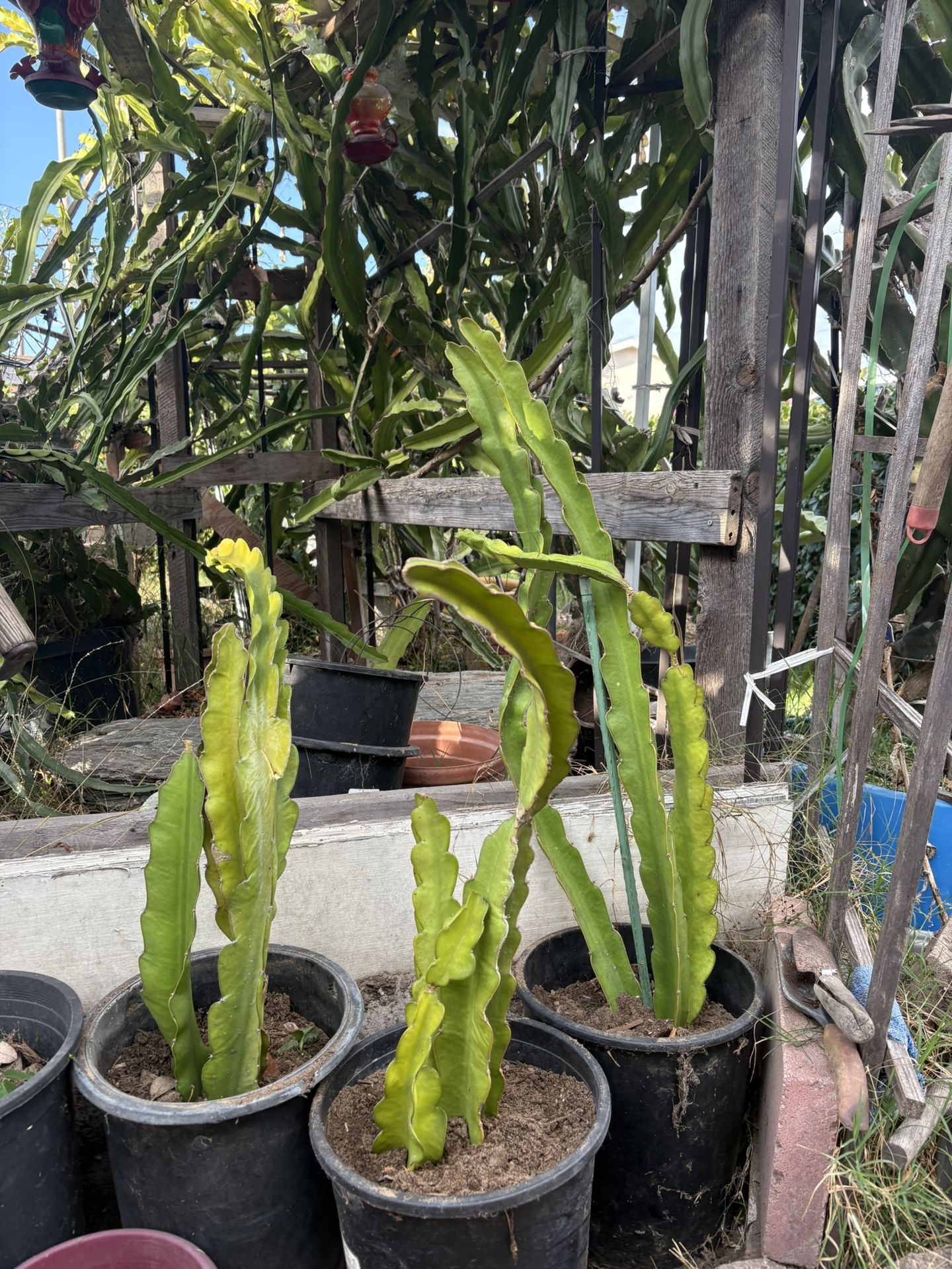 10” Pot Dragon Fruit Plants