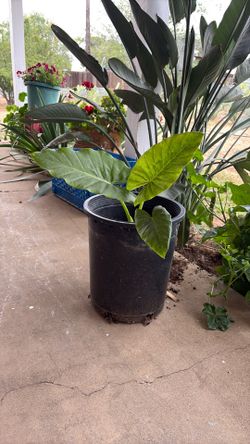 Elephant ear plant