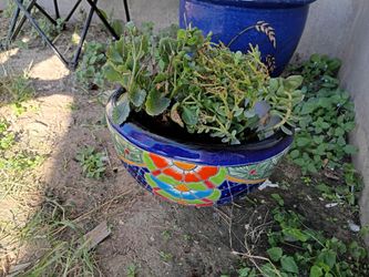 Plants in good condition