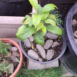 Avocado  each Aguacate 