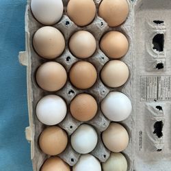 Fresh, Free Range Eggs