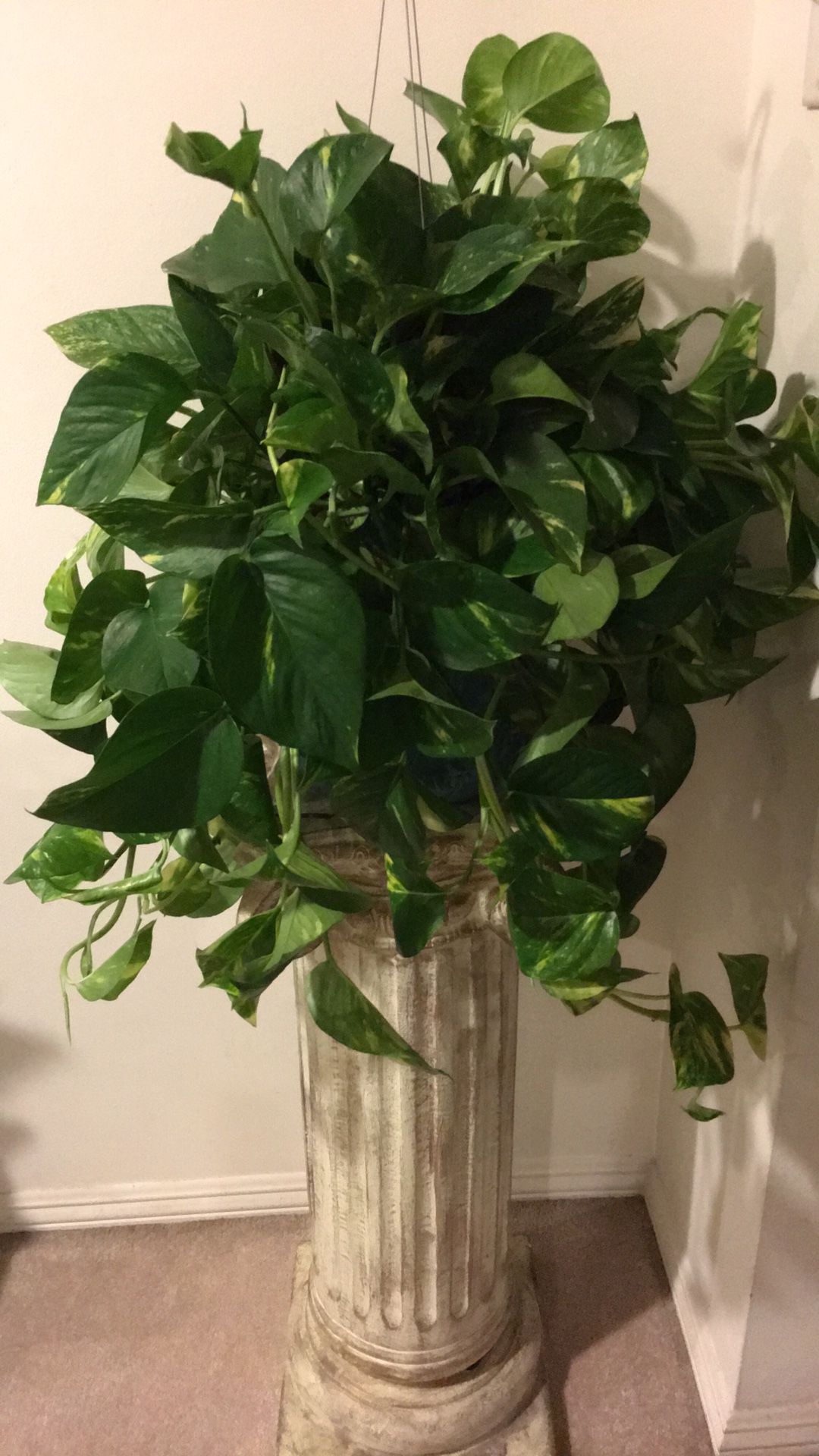 This Wide🌱Healthy 🌱Fresh🌱Beautiful Golden Pothos Will Bring More Fresh Air To Your Home - Plant only - PLANTER IS NOT INCLUDED