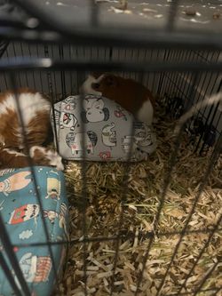 Guinea pig