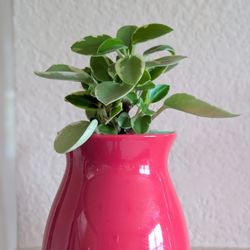 Healthy Beautiful Indoor Plant(Peperomia)